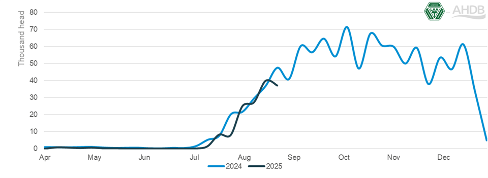 20250904 store sheep